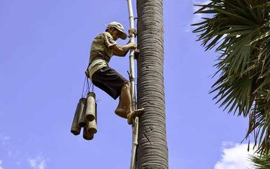 Kampong Speu Palm Sugar Promotion Association