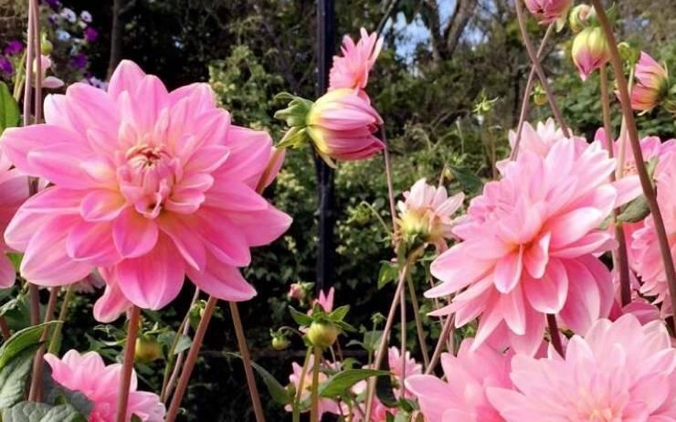 Fleurs du jardin botanique de Dublin