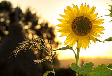 Tournesol dans un champ ensoleillé