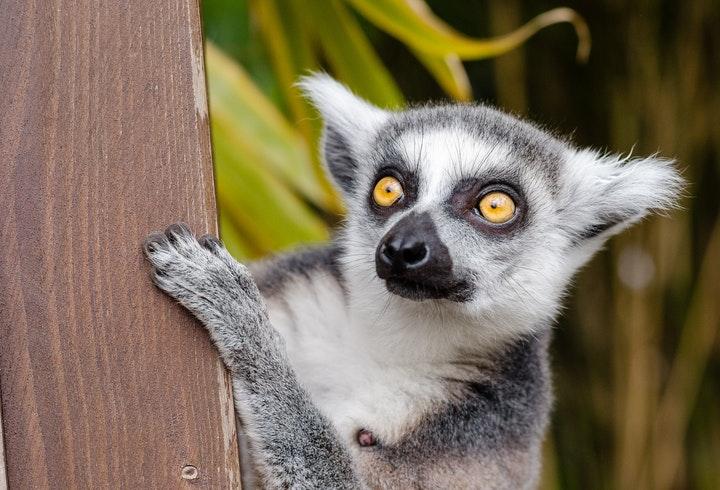 un animal accroché à un arbre dans un zoo 