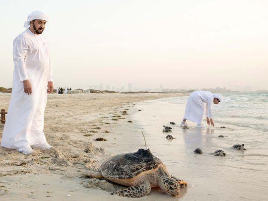 tortues sadiyaat beach