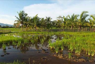 Fish island, Kampot, Cambodge Boudewing Huysmans: Unsplash.com_