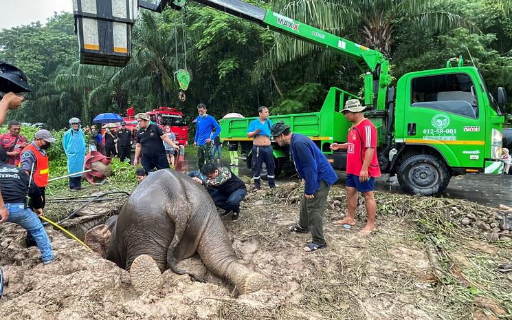 Secours-elephant-fosse