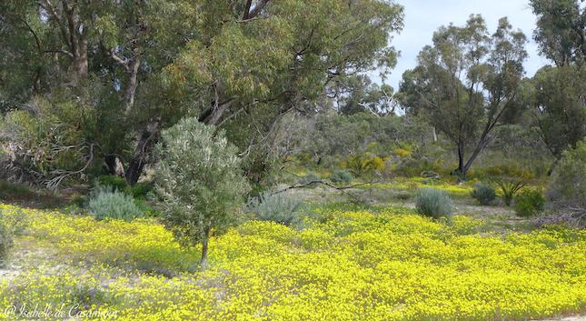 Wild flower in Bold park_0