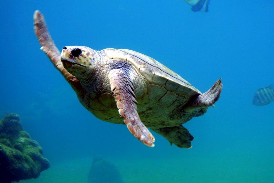 une tortue caouanne dans la mer 