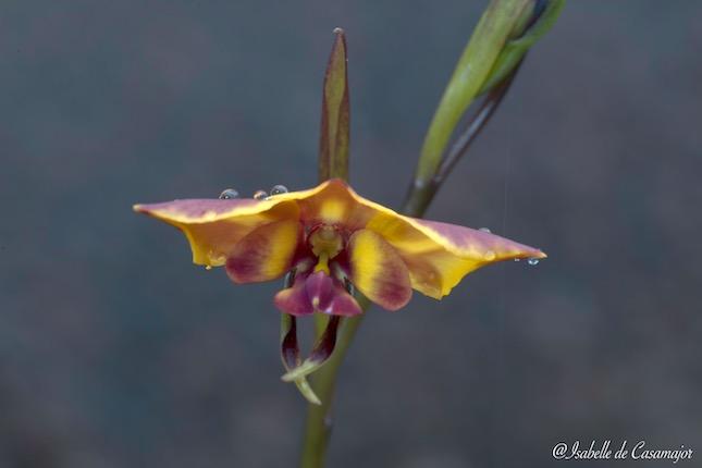 Donkey orchid