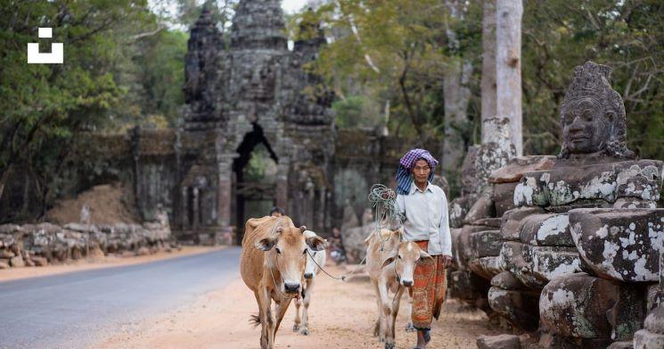 campagne vache portes temples - Cambodge 