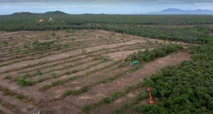 déforestation cambodge