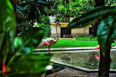 Les flamants roses de la villa Invernizzi, un des lieux cachés de Milan