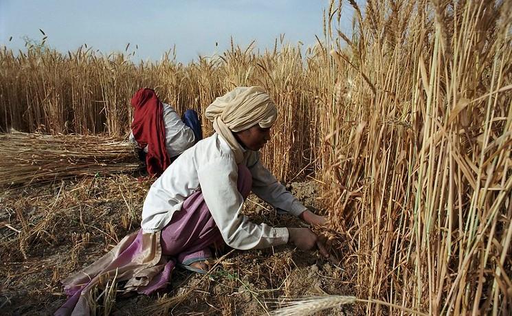 un paysan indien récoltant du blé