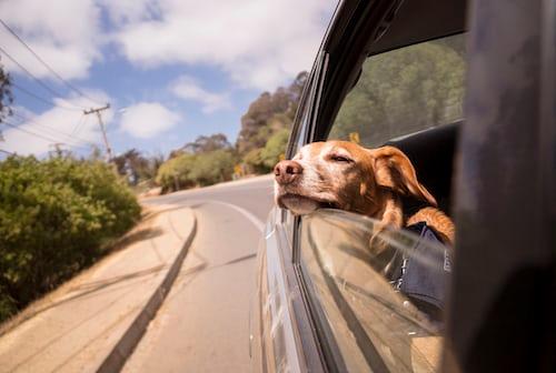 Chien dans une voiture 