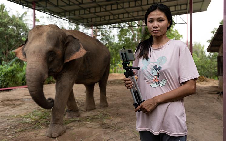 Les éléphants en Thaïlande qui vivent de TikTok