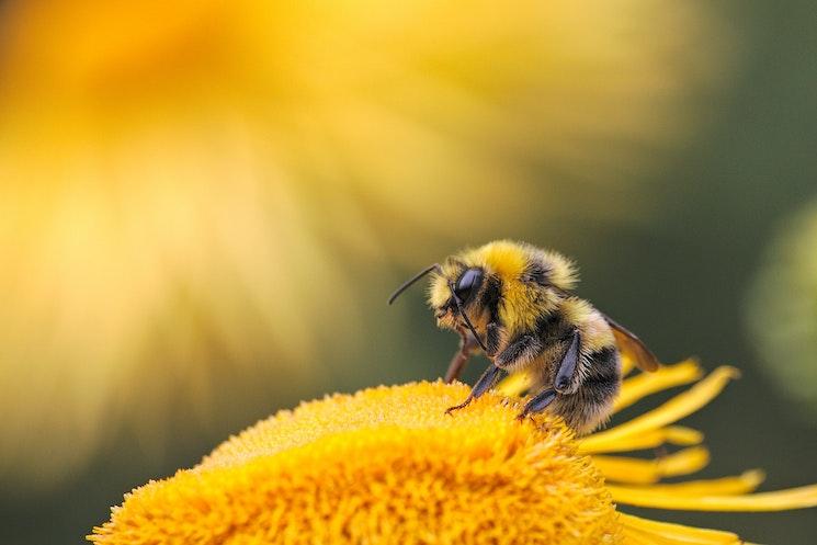 Les abeilles de Buckingham