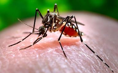 Le moustique qui transmet la dengue