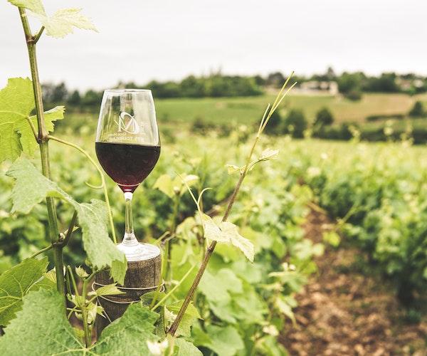 18 médailles pour les vins roumains au Mundus Vini International Wine Award 2022