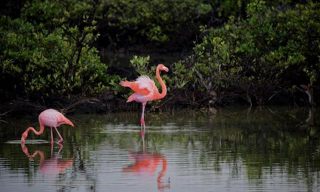 Des centaines de flamants roses repérés dans le delta du Danube en Roumanie