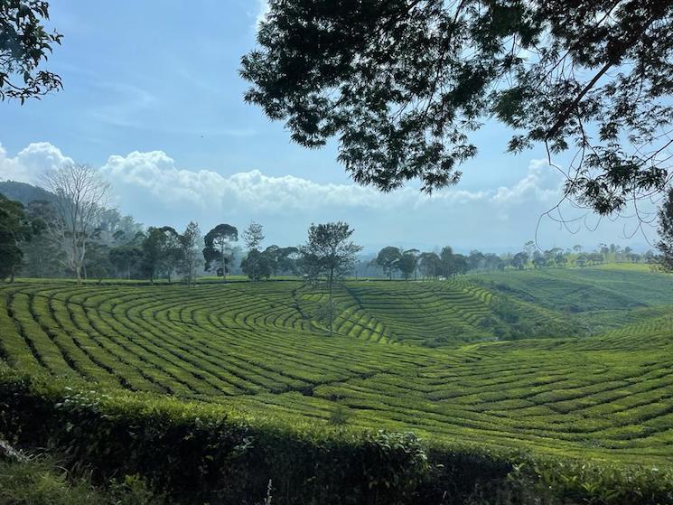 plantation the malabar Bandung