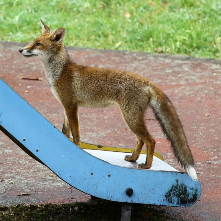 Il y a des renards à  Londres