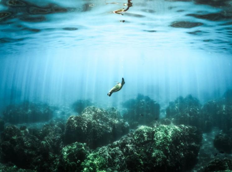 Tortue de mer dans l'océan