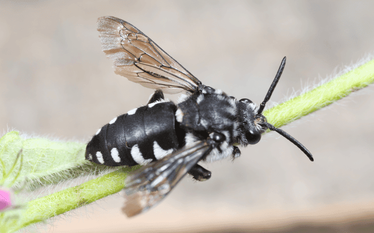 une nouvelle espèce d'abeille découverte en Styrie