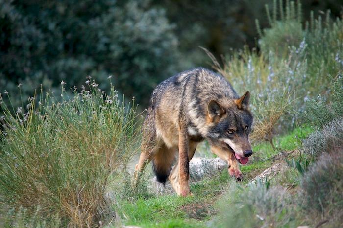 Loup ibérique