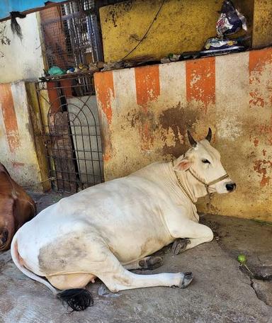 balade Chennai