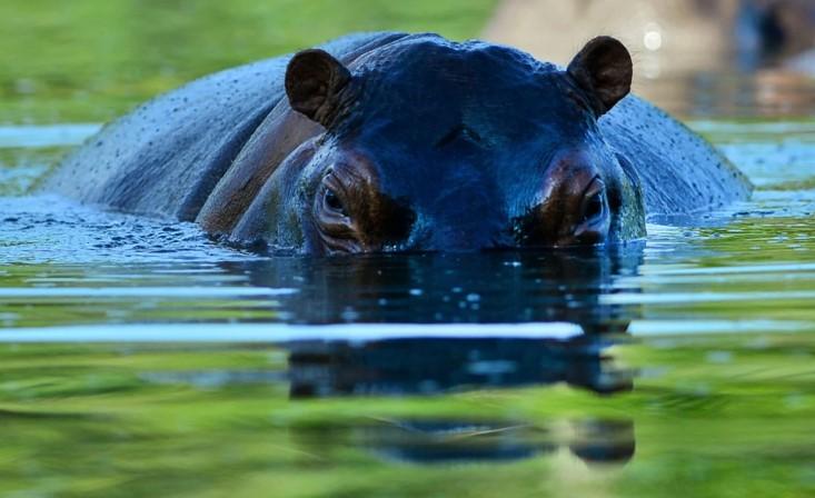 Un hippopotame nage dans un zoo, il est atteint du covid