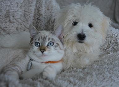 un chat et un chien en espagne