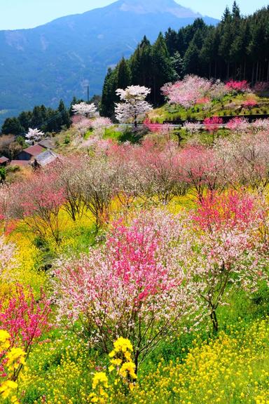 Des arbres en fleurs