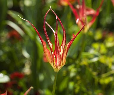 Tulipe Acuminata, une des plus anciennes variétés, cultivée jadis en Turquie pour les sultans ottomans