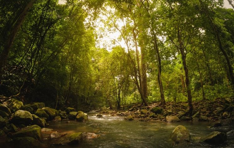 Un chemin dans une forêt dans l'Odisha en Inde