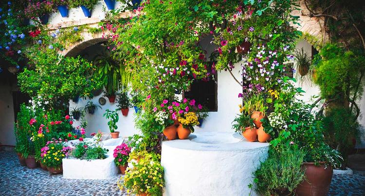 Patio de Córdoba / patios de Cordoue