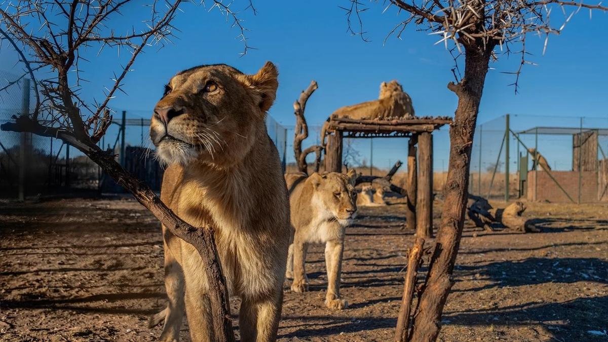 Lions élevés en captivités Afrique du Sud