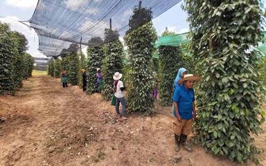 Cueilleuse de poivre dans une explatation de Kampot