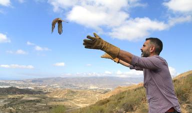 Le ministre régional du développement durable, Ramón Fernández-Pacheco, a célébré la Journée de l'environnement dans la Sierra Alhamilla en relâchant un vautour fauve et un faucon crécerelle.