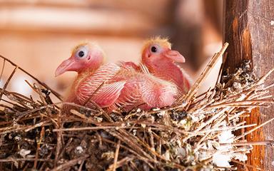 Klong-Phai-Farm-pigeon-poussins-thailande