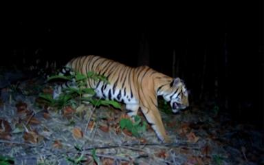 Tigre-nuit-Thailande-DNP-745