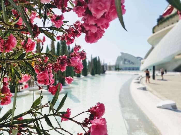 des fleurs roses avec la cité des sciences de Valencia au second plan