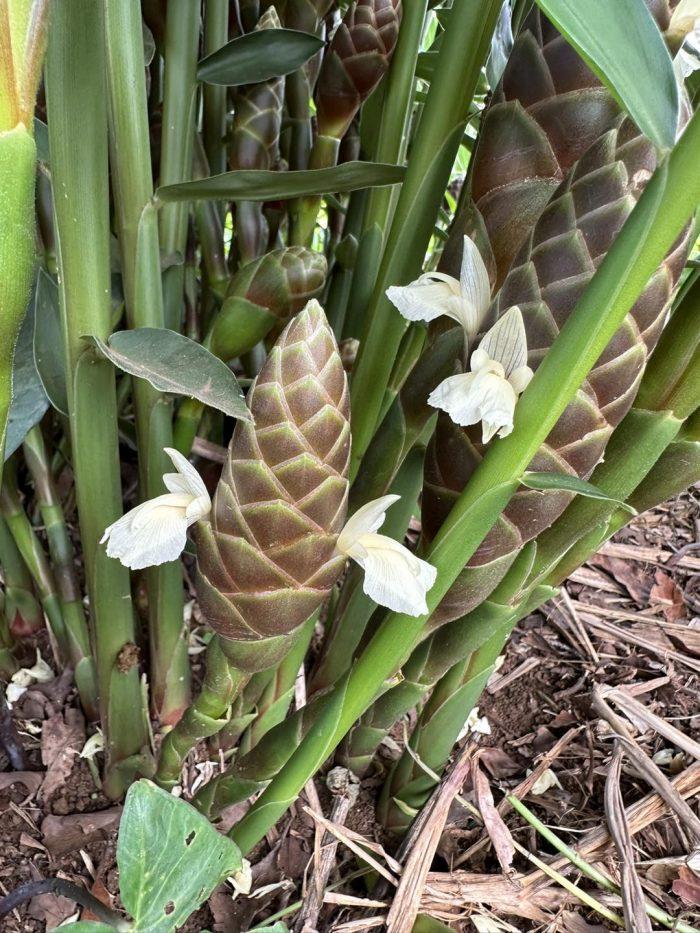 cardamomes