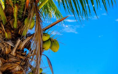 Les États-Unis importent des noix de coco vietnamiennes