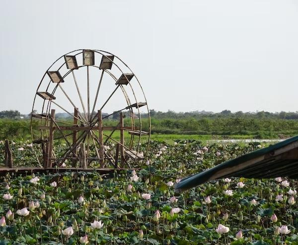 lotus-farm