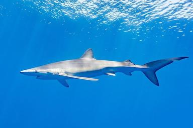 un requin bleu dans l'eau