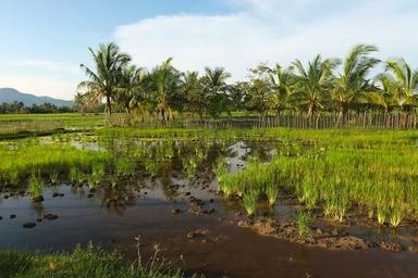 riz-cambodge