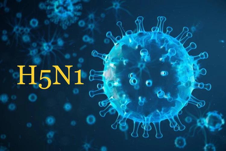 H5N1