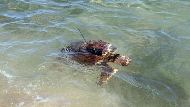 la tortue 770 libérée à El Saler et munie d'un traceur satellitaire