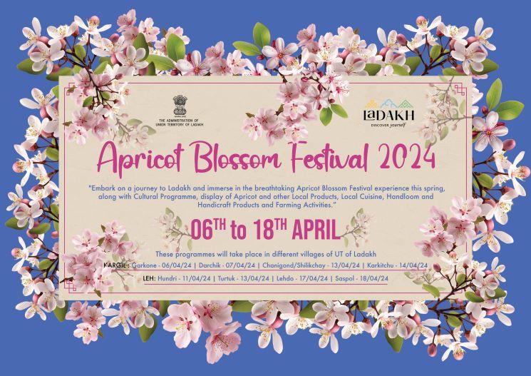 Apricot blossom festival