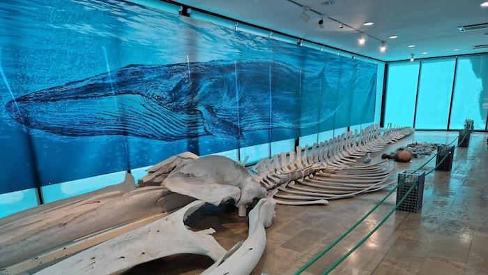 baleine exposée au Musée des Sciences Naturelles de Valencia