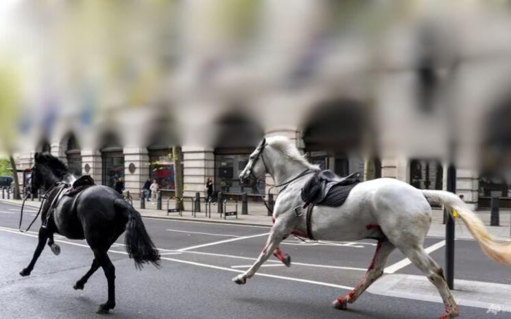 chevaux fuite londres