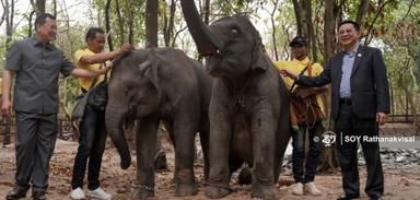 Eléphants Laos/Cambodge Cambodianess