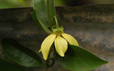 Fleur d’Artabotrys hexapetalus par Meneerke bloem, CC BY-SA 3.0